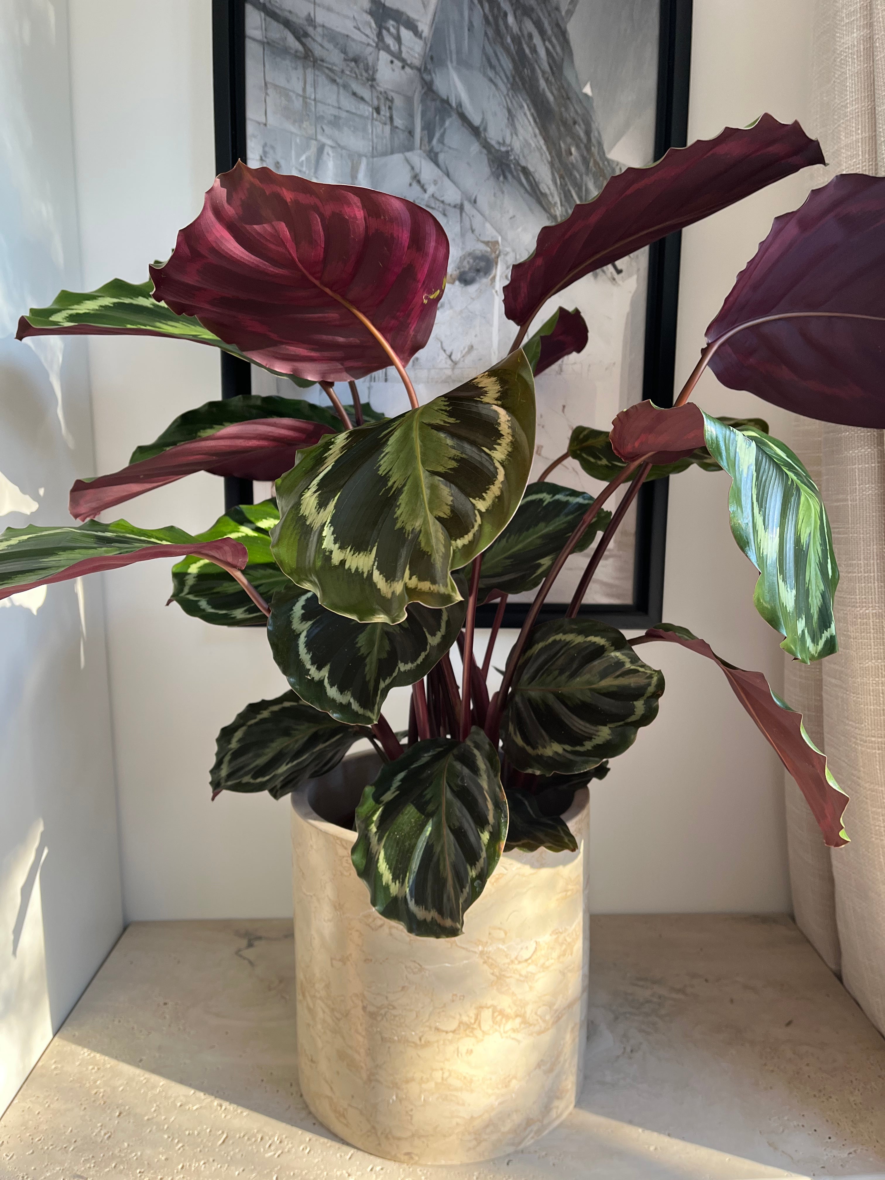 Cache Pot en pierre de david - GIPSY HOME